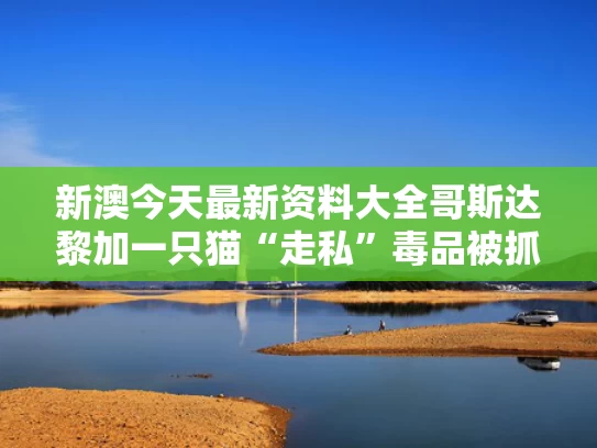 新澳今天最新资料大全	哥斯达黎加一只猫“走私”毒品被抓