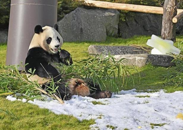 2025新澳正版资料今晚和4旅日大熊猫将回国与旅日20年熊猫将回国 视频