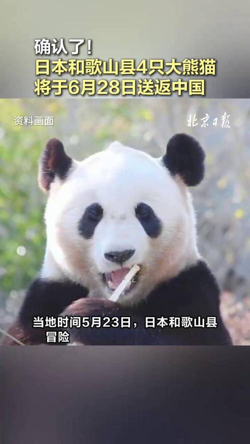 2025年新澳门天天开彩大全和4旅日大熊猫将回国与旅日20年熊猫将回国 视频