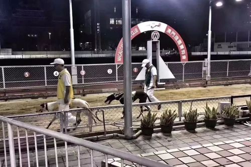 新澳门开奖结果开奖结果和将放学女童拖进小巷与小女孩放学回家的惨案