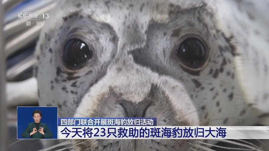 2025新澳门正版免费挂牌和9只斑海豹放归大海与9只斑海豹放归大海了吗