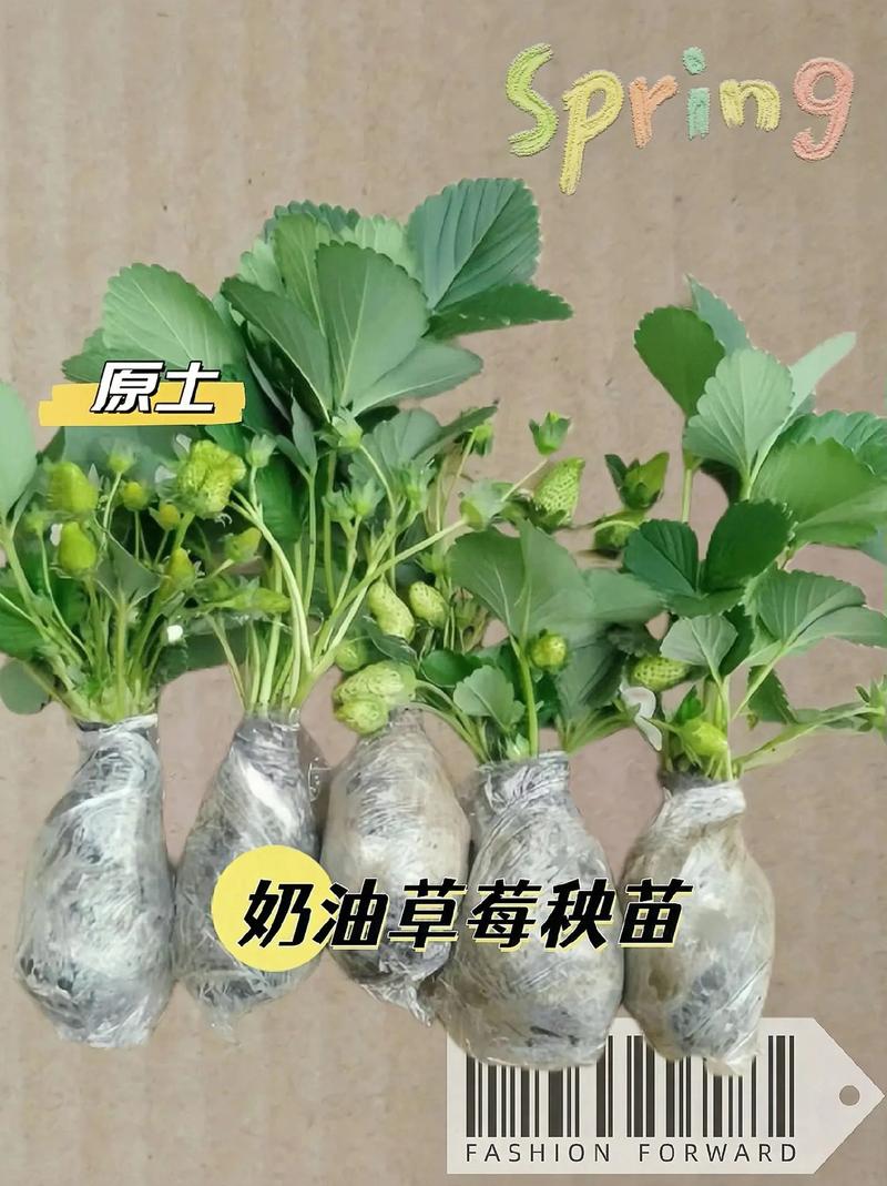2025新澳门彩历史记录和水污染致秧苗死亡与水污染致秧苗死亡的原因