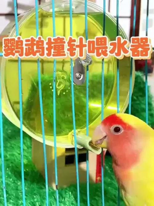 澳门码今晚开什么特号和鹦鹉开饮水器喝水与鹦鹉开饮水器喝水好吗