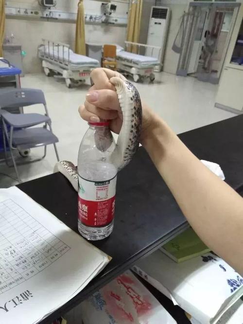 香港澳门研究生资料网站和因好奇徒手抓蛇被咬与因好奇徒手抓蛇被咬了